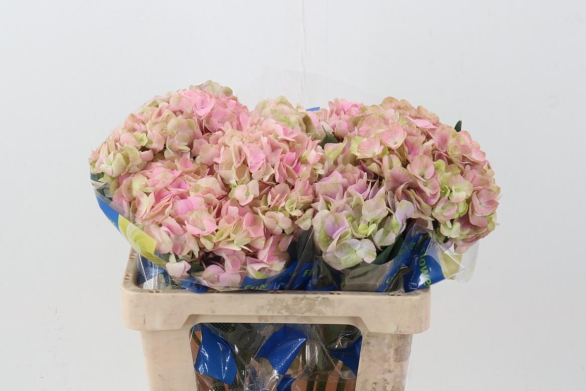 Срезанные цветы оптом Hydrangea blush pink от 10шт из Голландии с доставкой по России