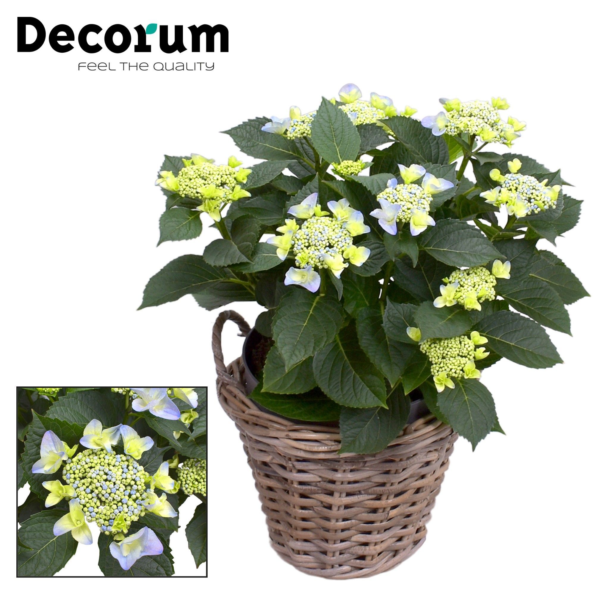 Горшечные цветы и растения оптом Hydrangea Teller Nizza Blue In Basket (decorum) от 1шт из Голландии с доставкой по России