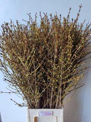 Срезанные цветы оптом Forsythia yellow A от 100шт из Голландии с доставкой по России