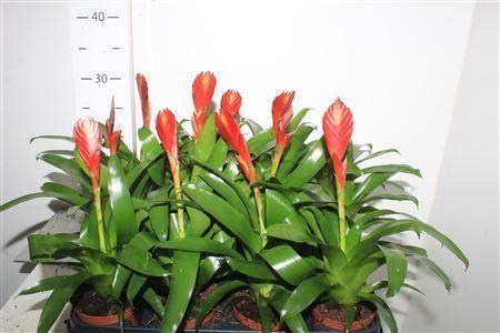 Горшечные цветы и растения оптом Vries Cathy Rood от 12шт (для телеги) из Голландии с доставкой по России