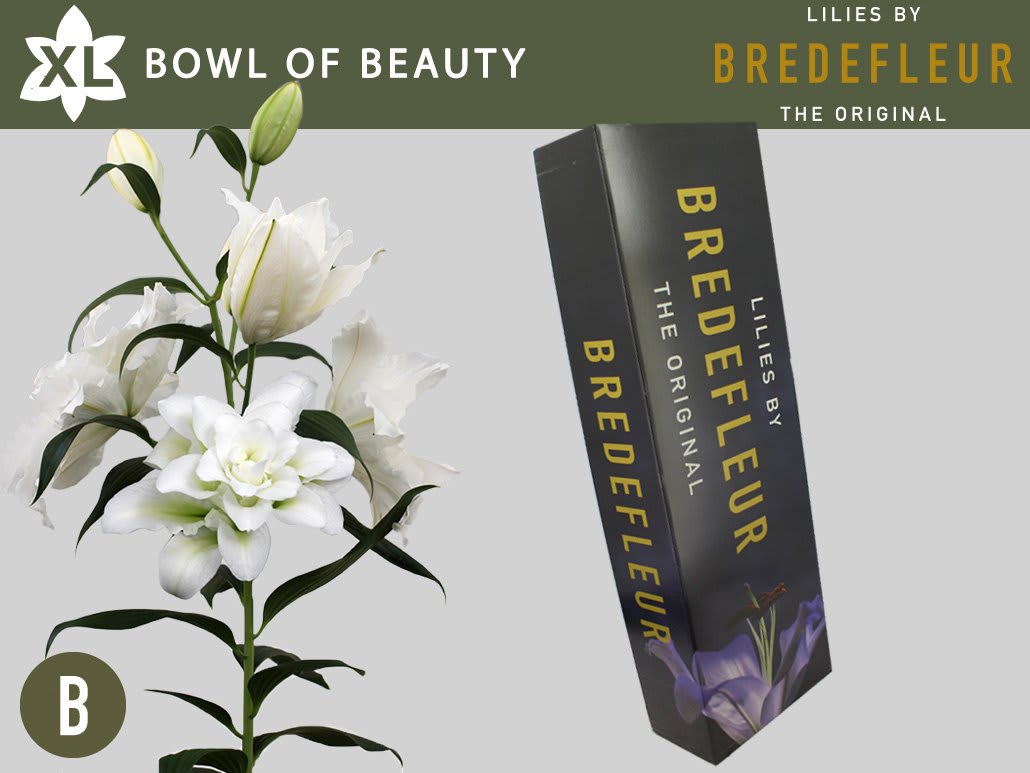 Срезанные цветы оптом Lilium or dbl bowl of beauty от 60шт из Голландии с доставкой по России