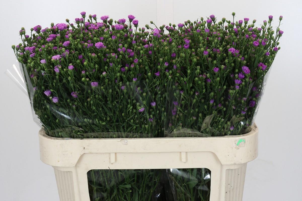 Срезанные цветы оптом Aster casarosa от 100шт из Голландии с доставкой по России