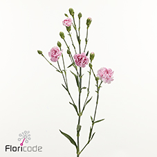 Срезанные цветы оптом Dianthus sp miamor от 60шт из Голландии с доставкой по России