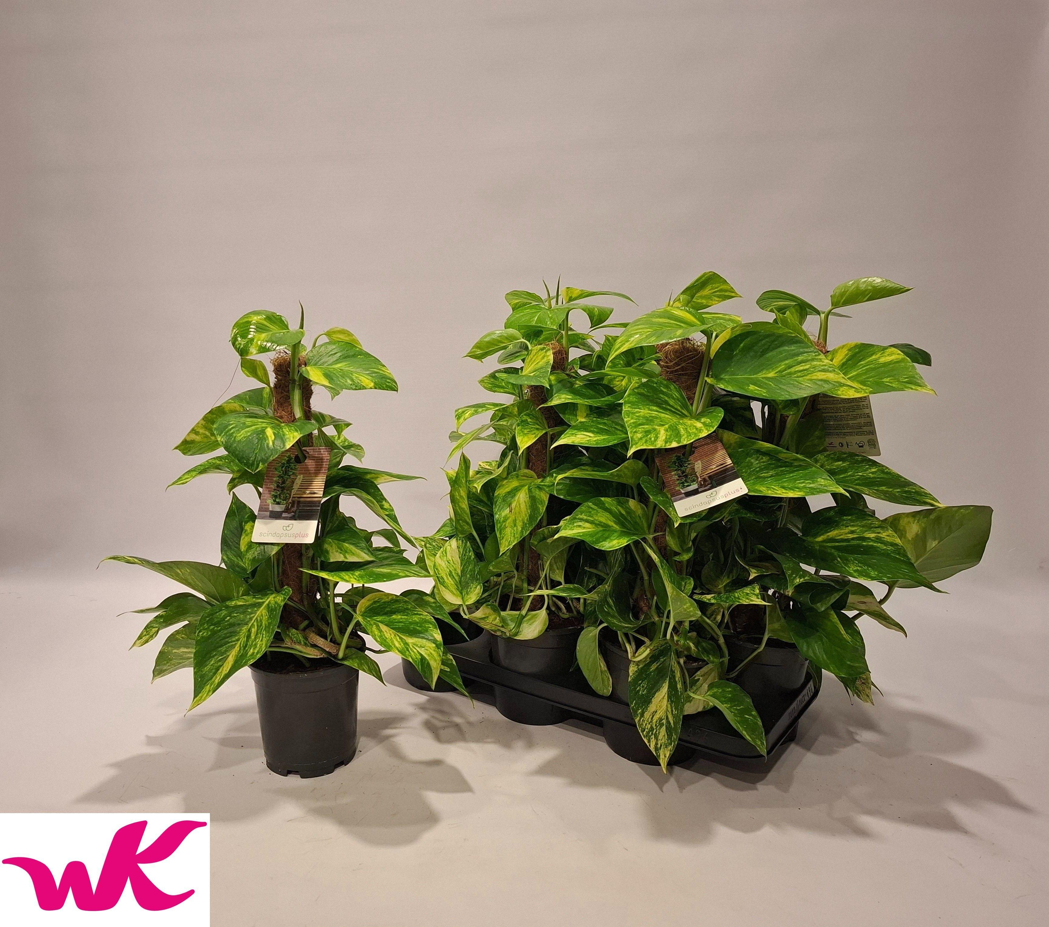 Горшечные цветы и растения оптом Epipremnum Pinatum Mosstok от 6шт из Голландии с доставкой по России