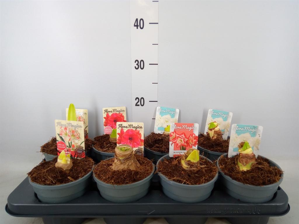 Горшечные цветы и растения оптом Hippeastrum   ... от 8шт из Голландии с доставкой по России