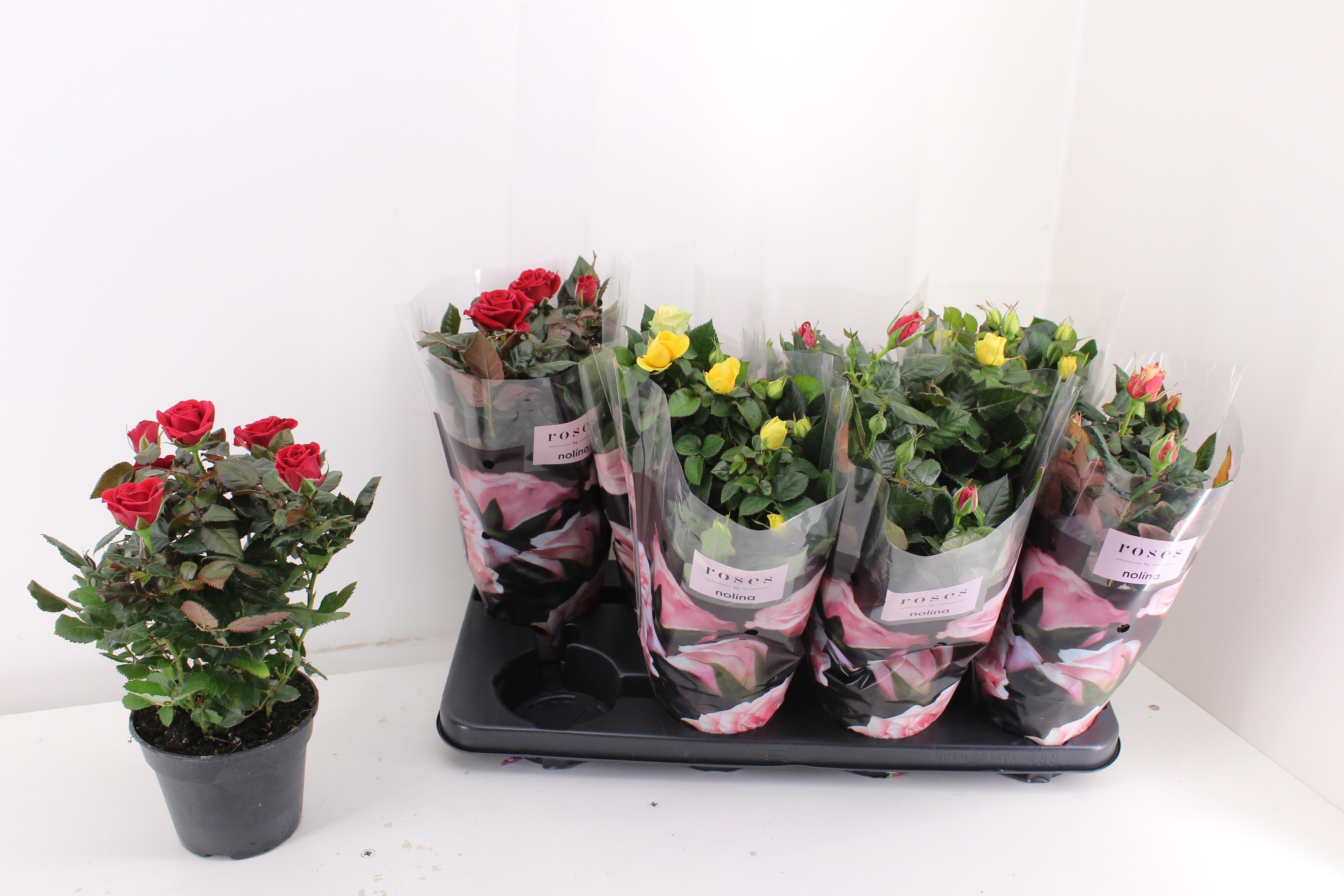 Горшечные цветы и растения оптом Ro Pathit Gem 6 Srt от 8шт из Голландии с доставкой по России