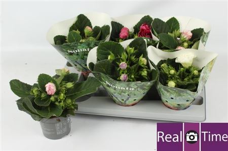 Горшечные цветы и растения оптом Sinn Sonata Gem от 6шт (для телеги) из Голландии с доставкой по России