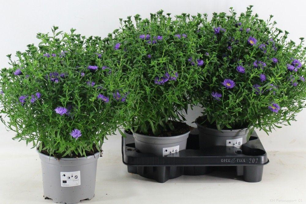 Горшечные цветы и растения оптом Aster Dark Purple от 3шт из Голландии с доставкой по России