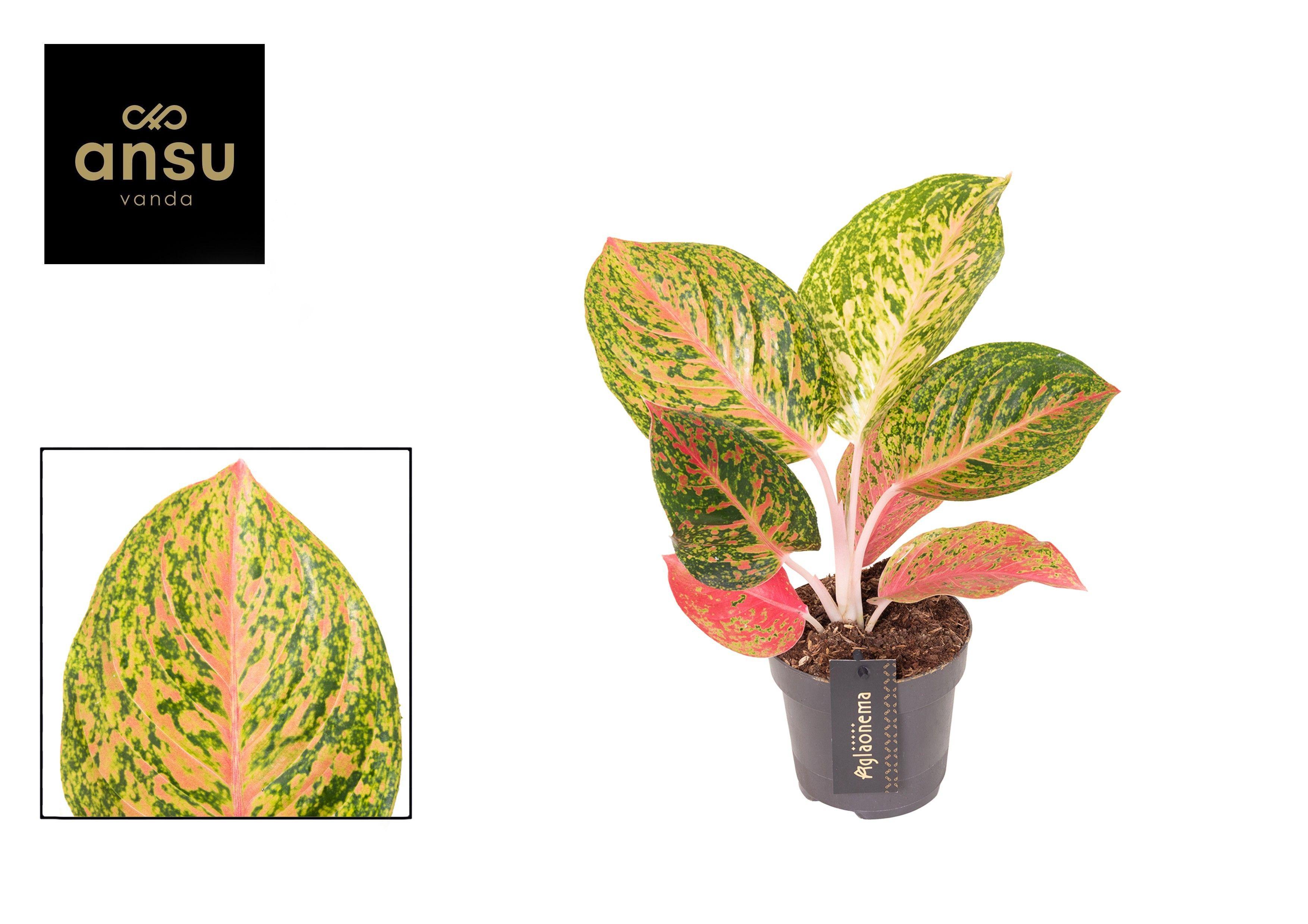 Горшечные цветы и растения оптом Aglaonema Grand Bouquet от 6шт из Голландии с доставкой по России
