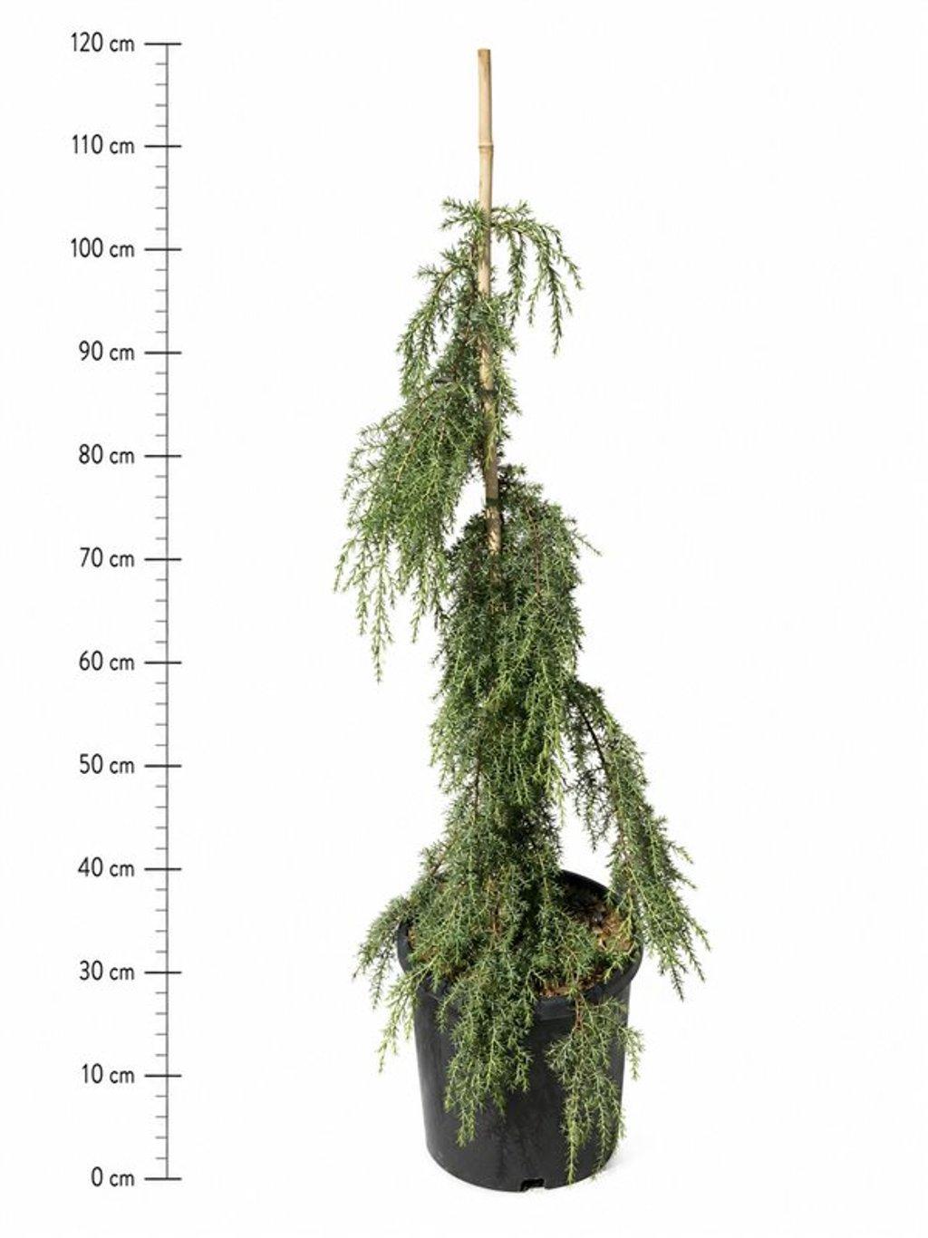 Горшечные цветы и растения оптом Juniperus Comm Horstmann от 1шт из Голландии с доставкой по России
