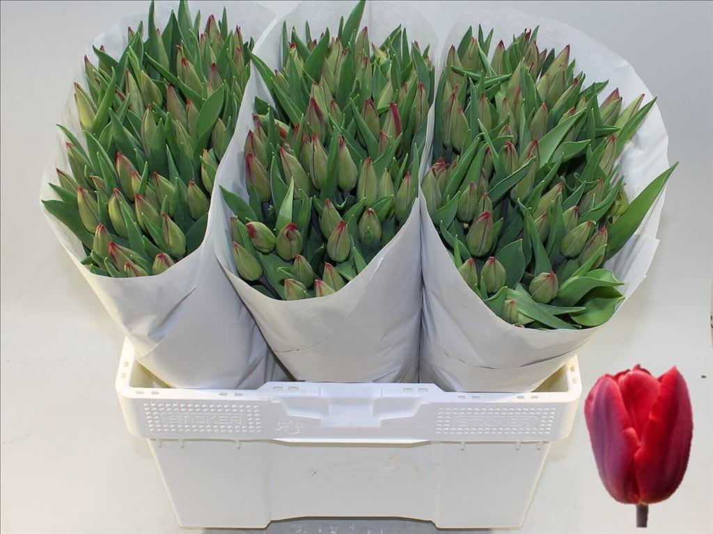 Срезанные цветы оптом Tulipa si red gold от 150шт из Голландии с доставкой по России