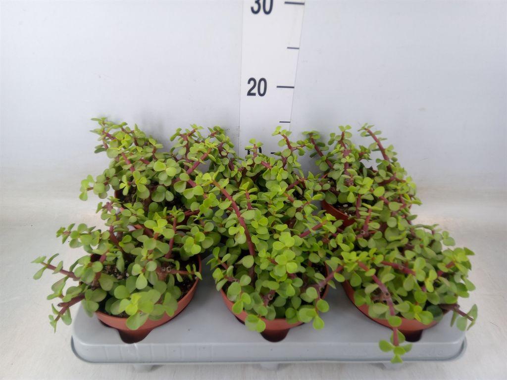 Горшечные цветы и растения оптом Portulacaria Afra от 6шт из Голландии с доставкой по России