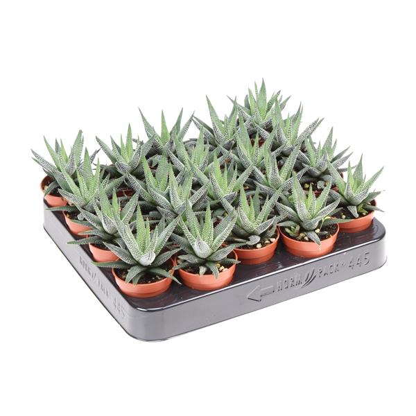 Горшечные цветы и растения оптом Haworthia Fasciata Concollor от 20шт (для телеги) из Голландии с доставкой по России