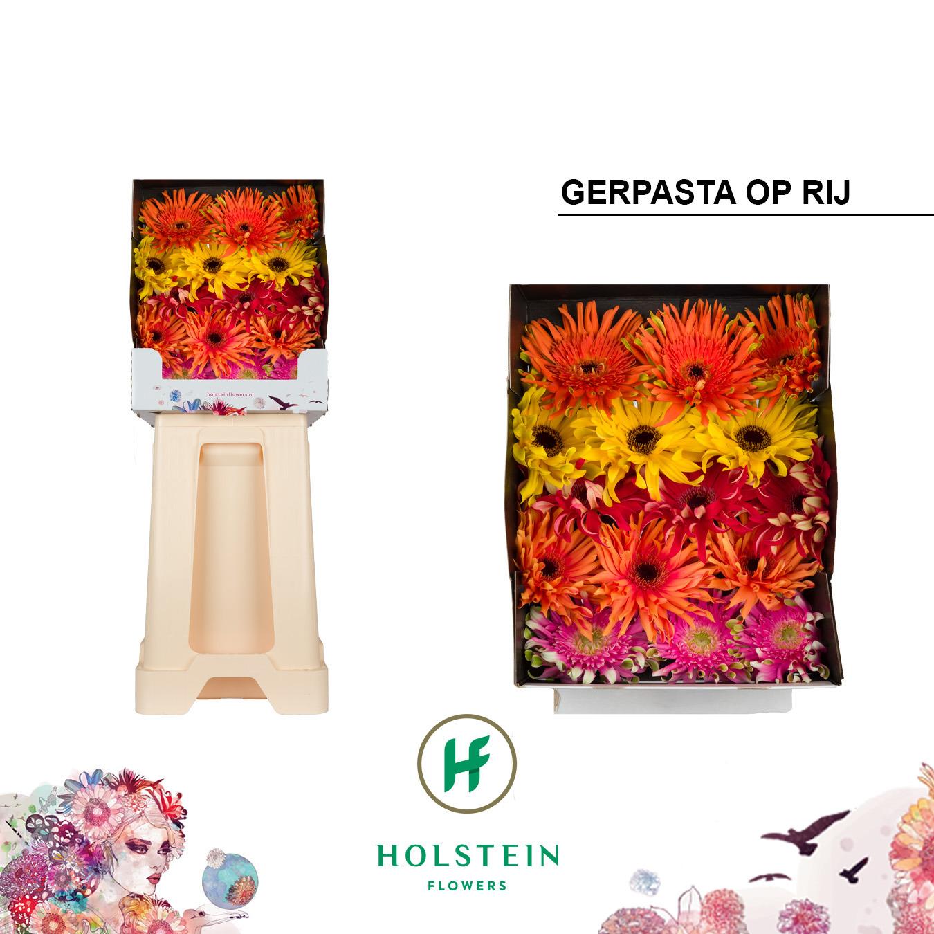 Срезанные цветы оптом Gerbera diamond gerpasta mix от 45шт из Голландии с доставкой по России