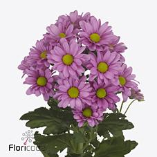 Срезанные цветы оптом Chrys sp memphis pink от 80шт из Голландии с доставкой по России