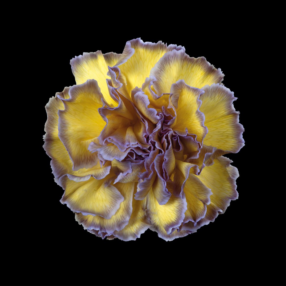 Срезанные цветы оптом Dianthus st paint butterfly от 80шт из Голландии с доставкой по России