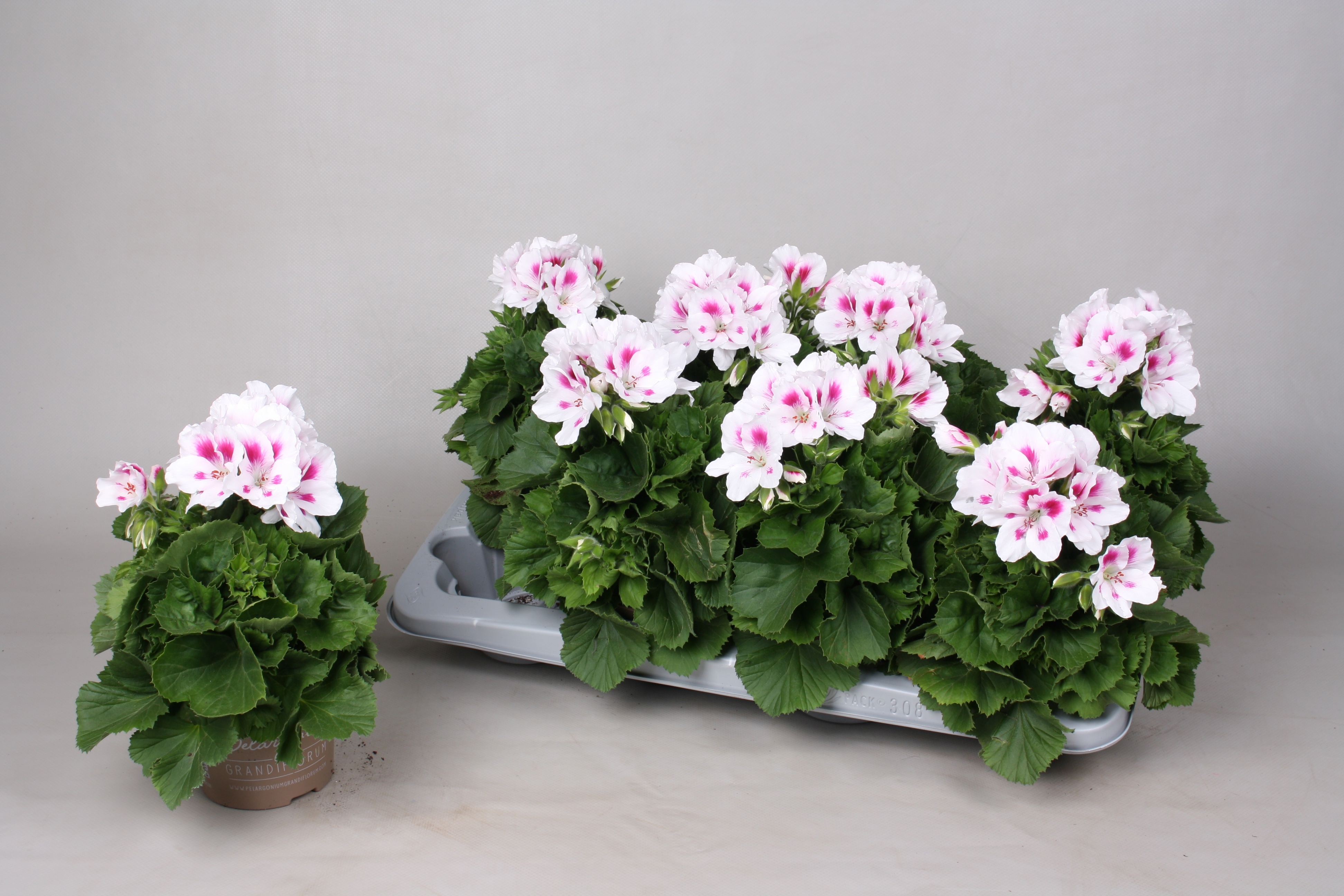 Горшечные цветы и растения оптом Pel Gr Ov от 8шт из Голландии с доставкой по России