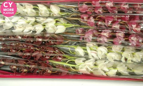 Срезанные цветы оптом Minicymbidium mix mothers day от 10шт из Голландии с доставкой по России