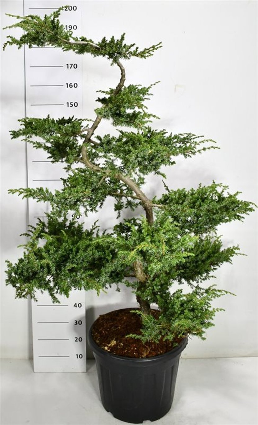 Горшечные цветы и растения оптом Juniperus Conf Schlager от 1шт из Голландии с доставкой по России
