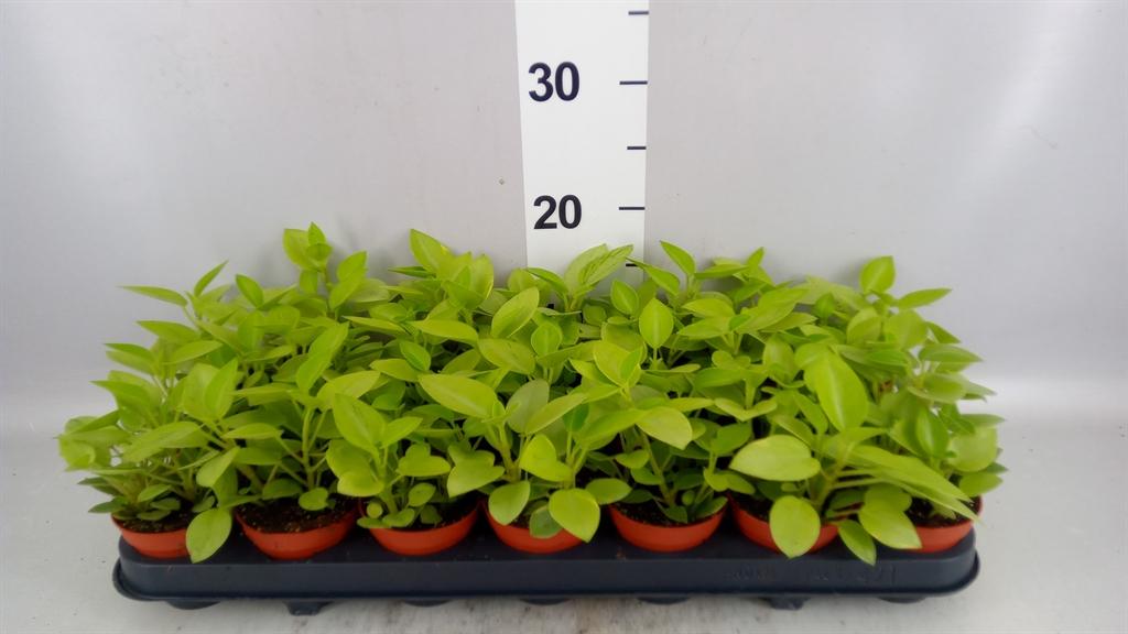 Горшечные цветы и растения оптом Peperomia Pros. pixie Variegated от 21шт (для телеги) из Голландии с доставкой по России