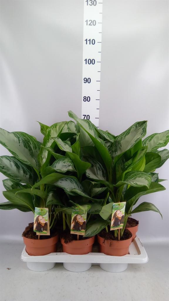 Горшечные цветы и растения оптом Aglaonema Gb silver Bay от 6шт из Голландии с доставкой по России