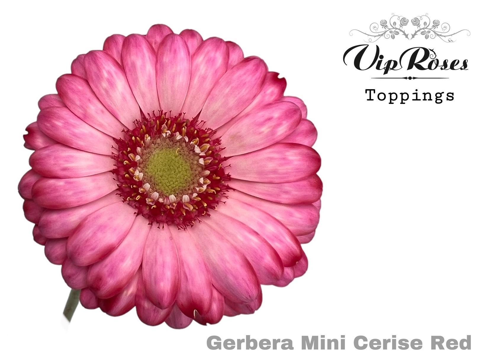 Срезанные цветы оптом Germini paint cerise red от 40шт. из Голландии с доставкой по России