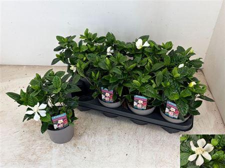 Горшечные цветы и растения оптом Gardenia Jasminoides от 8шт из Голландии с доставкой по России