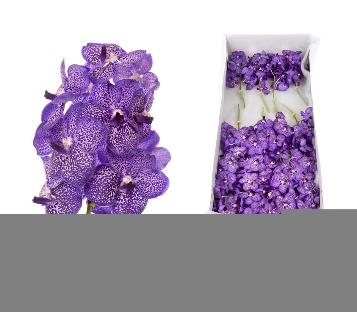 Срезанные цветы оптом Vanda sunanda blueberry smoothie per stem от 10шт.. из Голландии с доставкой по России