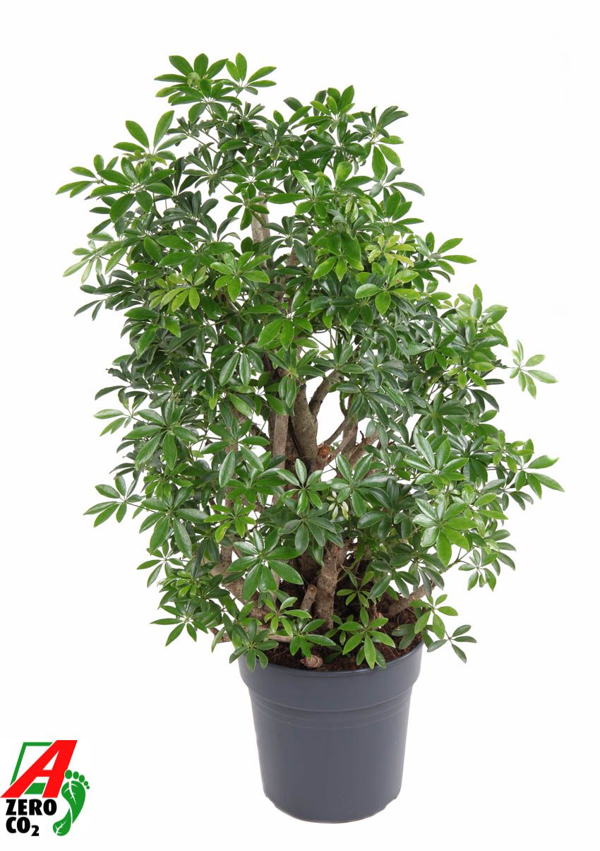 Горшечные цветы и растения оптом Schefflera Luseana от 1шт из Голландии с доставкой по России