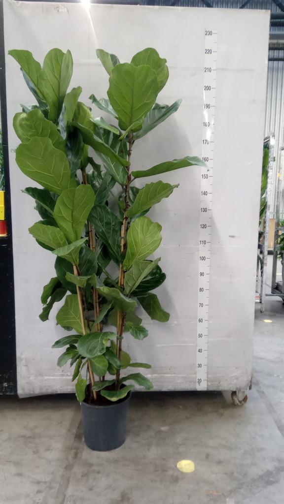 Горшечные цветы и растения оптом Ficus Lyrata On Stem от 1шт из Голландии с доставкой по России