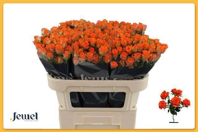 Срезанные цветы оптом Rosa spray picanto от 50шт из Голландии с доставкой по России