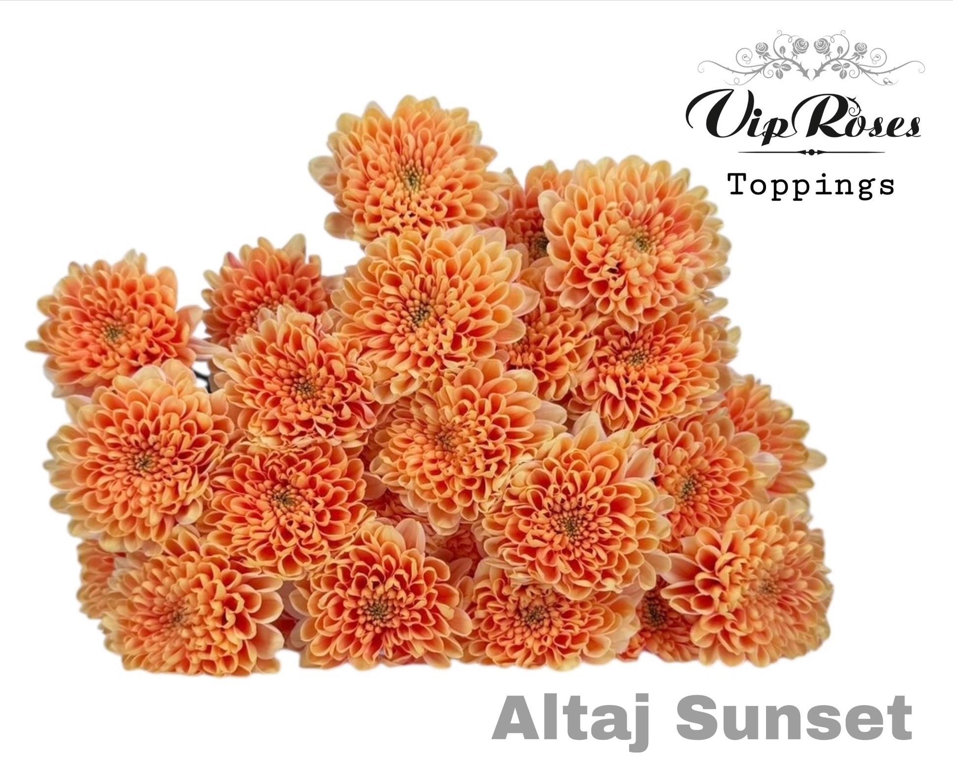 Срезанные цветы оптом Chrys bl paint altaj sunset от 20шт из Голландии с доставкой по России