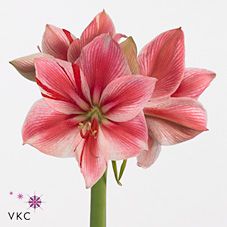 Срезанные цветы оптом Hippeastrum gervase от 12шт из Голландии с доставкой по России