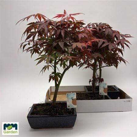 Горшечные цветы и растения оптом Bonsai Acer от 3шт из Голландии с доставкой по России