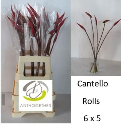 Срезанные цветы оптом Anthurium cantello от 30шт из Голландии с доставкой по России