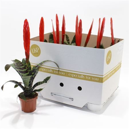 Горшечные цветы и растения оптом Vriesea Era от 11шт (для телеги) из Голландии с доставкой по России