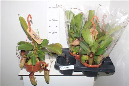 Горшечные цветы и растения оптом Nepent Ov от 4шт из Голландии с доставкой по России