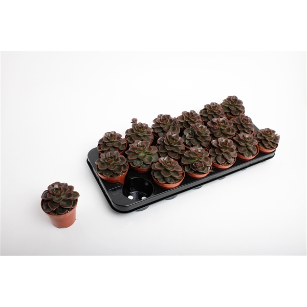 Горшечные цветы и растения оптом Echeveria Black Prince от 18шт из Голландии с доставкой по России