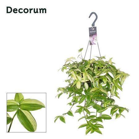 Горшечные цветы и растения оптом Tradescantia Yellow Hill Hang P17 от 1шт из Голландии с доставкой по России