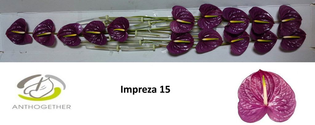 Срезанные цветы оптом Anthurium impreza 252 от 15шт из Голландии с доставкой по России