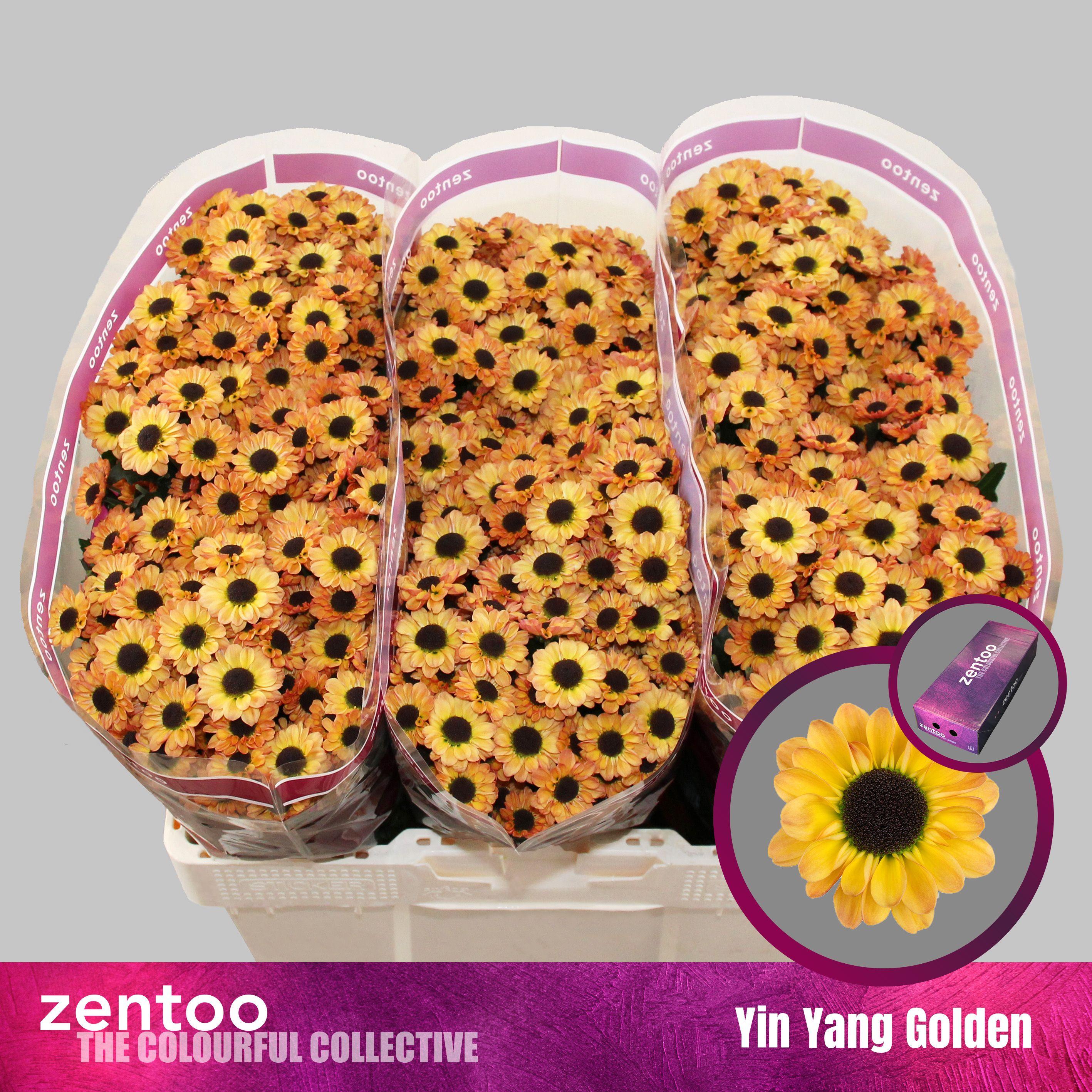 Срезанные цветы оптом Chrys sa yin yang golden от 225шт из Голландии с доставкой по России