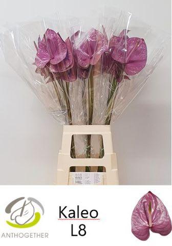 Срезанные цветы оптом Anthurium kaleo от 20шт из Голландии с доставкой по России