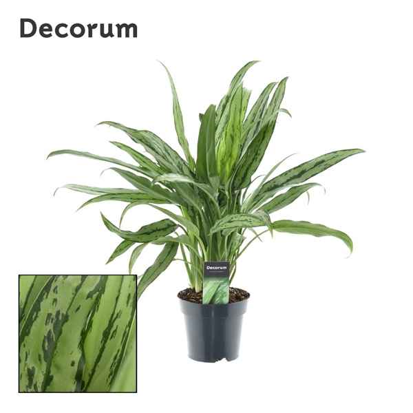 Горшечные цветы и растения оптом Aglaonema Cutlass (decorum) от 7шт из Голландии с доставкой по России