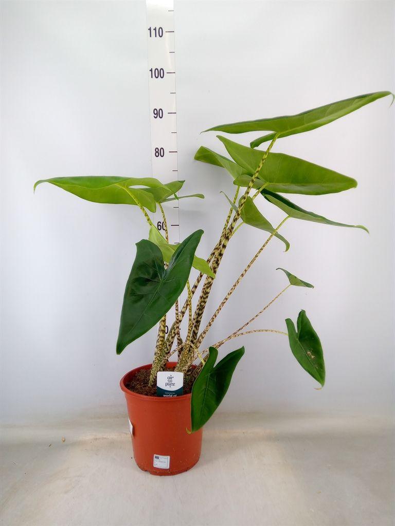 Горшечные цветы и растения оптом Alocasia Zebrina (rich) от 1шт (для телеги) из Голландии с доставкой по России