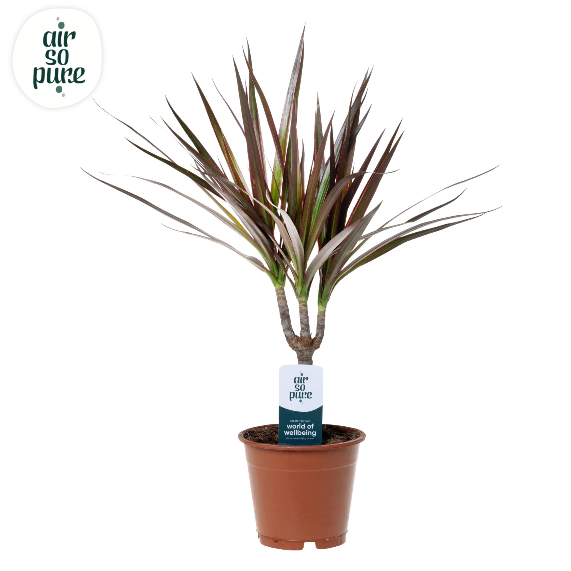 Горшечные цветы и растения оптом Drac Magenta 15cm Stem (air So Pure) от 10шт из Голландии с доставкой по России