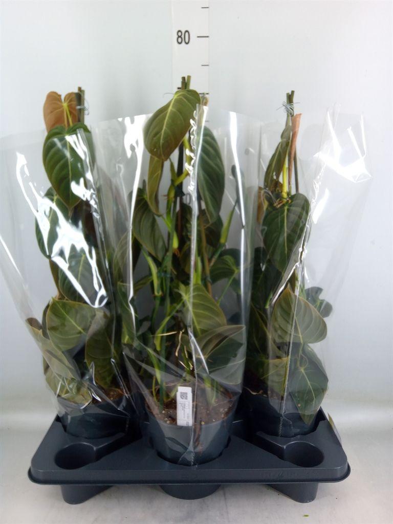 Горшечные цветы и растения оптом Philodendron Melanochrysum от 3шт из Голландии с доставкой по России