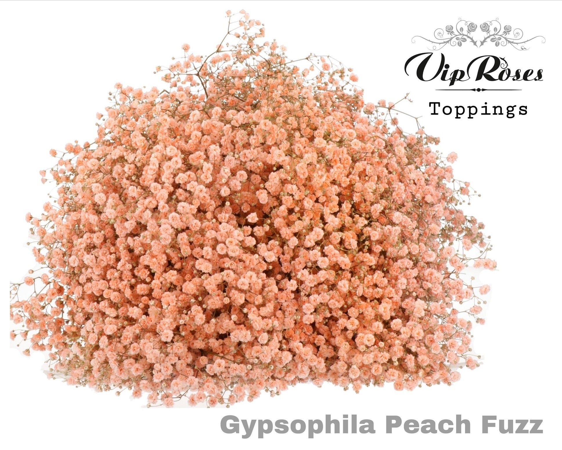 Срезанные цветы оптом Gyps large paint peach fuzz от 25шт из Голландии с доставкой по России