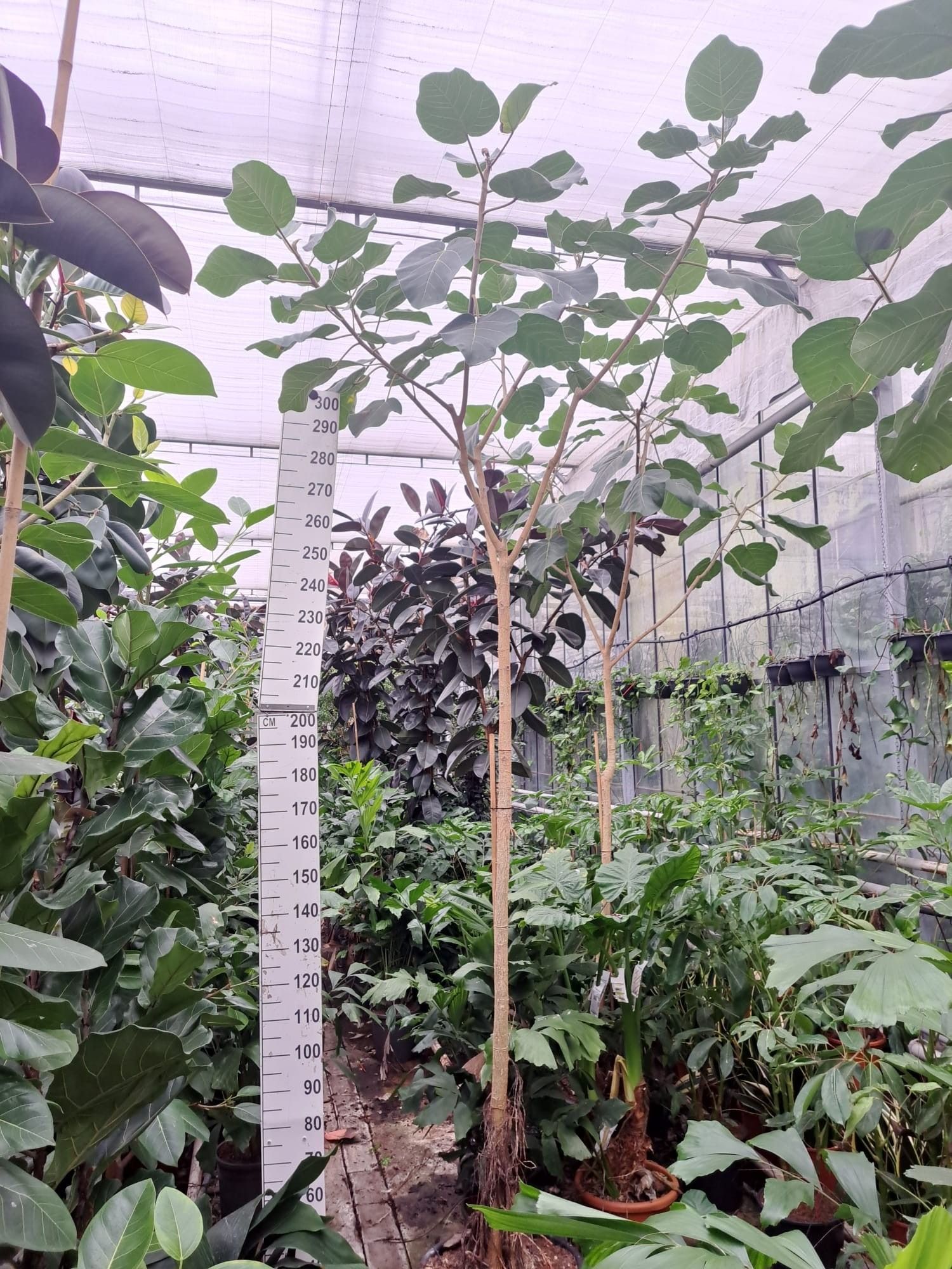 Горшечные цветы и растения оптом Ficus Auriculata Everest On Stem от 1шт из Голландии с доставкой по России