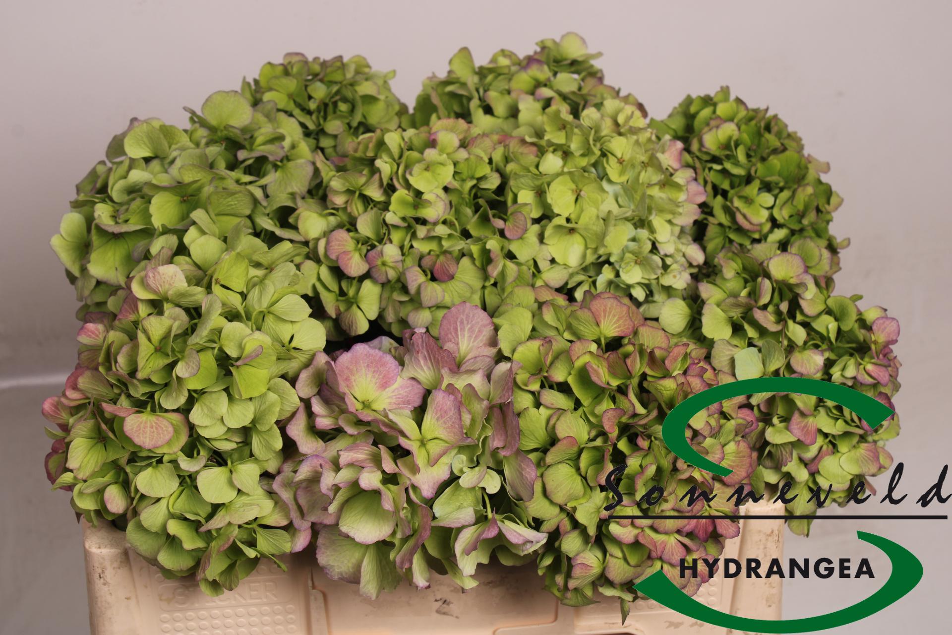Срезанные цветы оптом Hydrangea verena classic green purple от 10шт из Голландии с доставкой по России