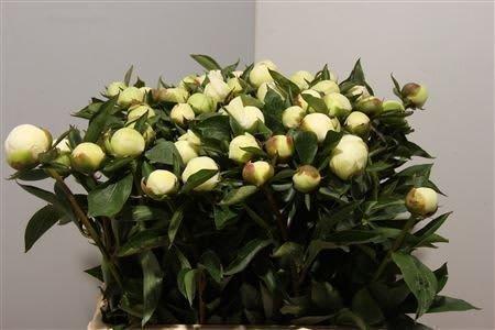 Срезанные цветы оптом Paeonia duchess de nemours от 50шт из Голландии с доставкой по России